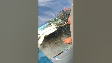 Prachtige actie van visser die schildpad redt die in net vastzit - Dan Bien