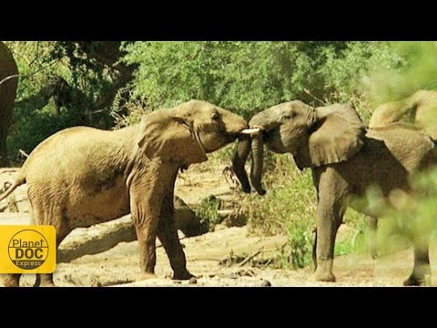 Elefantes de Kenia