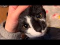 子猫が可愛すぎてしんどい