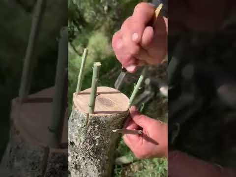 تجديد أشجار الزيتون الكبيرة من خلال التطعيم بطريقة الإيطالية مهم جدا