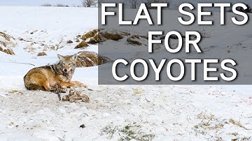 How to Set A Flat Set For Coyotes | Coyote Trapping
