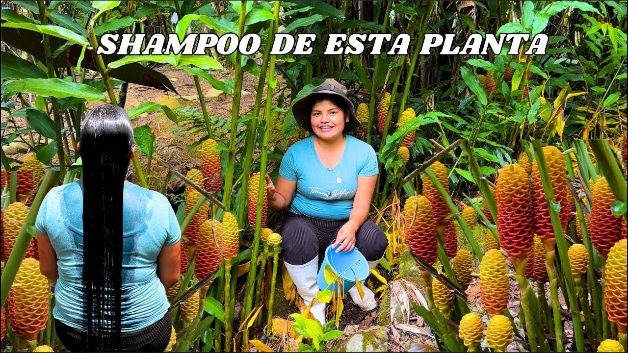 Cosecha de SHAMPOO natural en el campo -NATHALIA