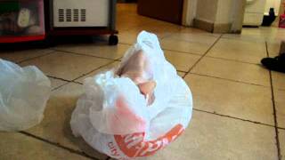 Marilyn the white sphynx - hides in a bag by Katia Shifrin 521 views 12 years ago 59 seconds