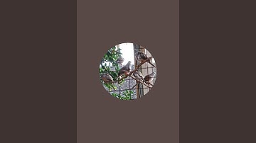 Aviary perkutut, perkutut lokal suara besar dan keren produk aviary