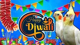 Diwali updates ‼|Cockatiel breeding updates|cockatiel breeding tips #cockatielbreedingtips#birds