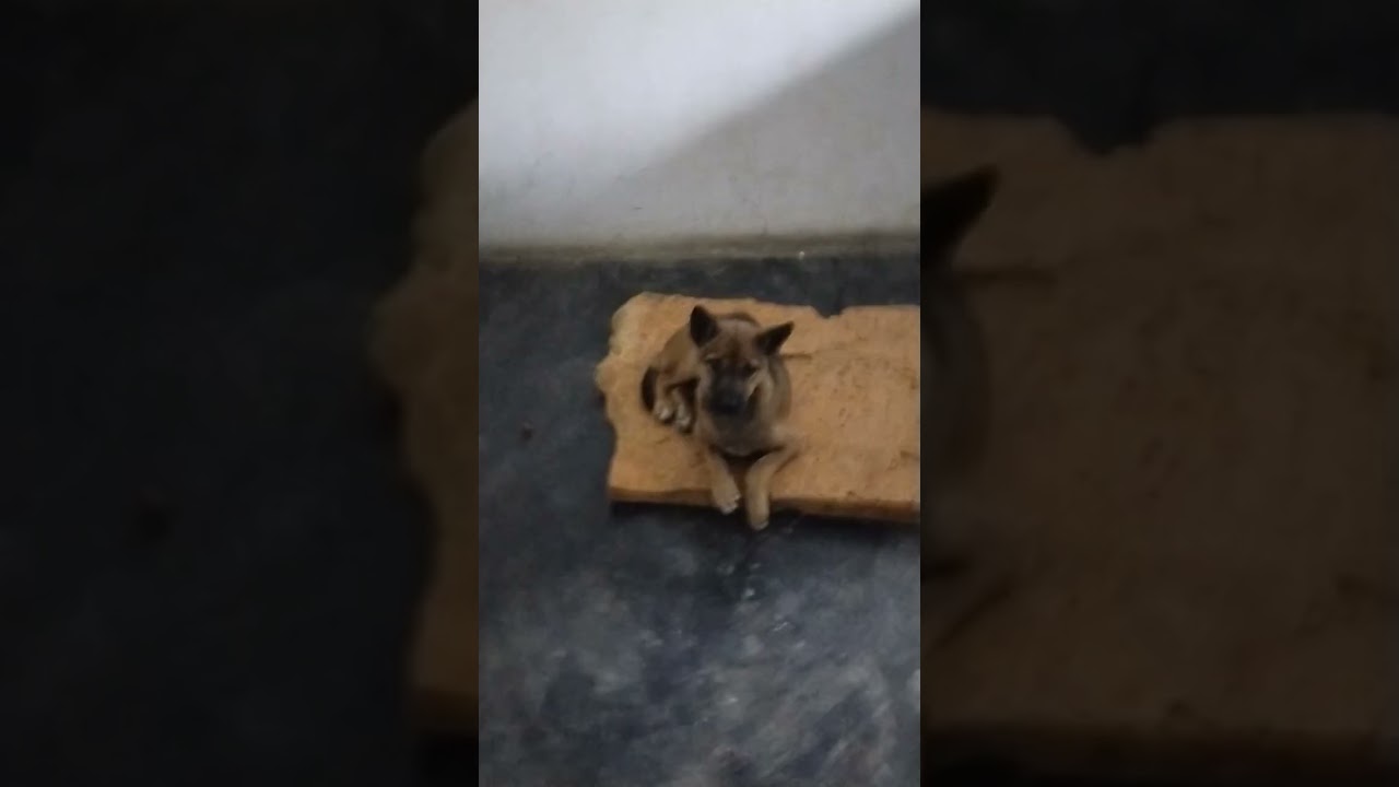 Dog video Tere Pyar main//