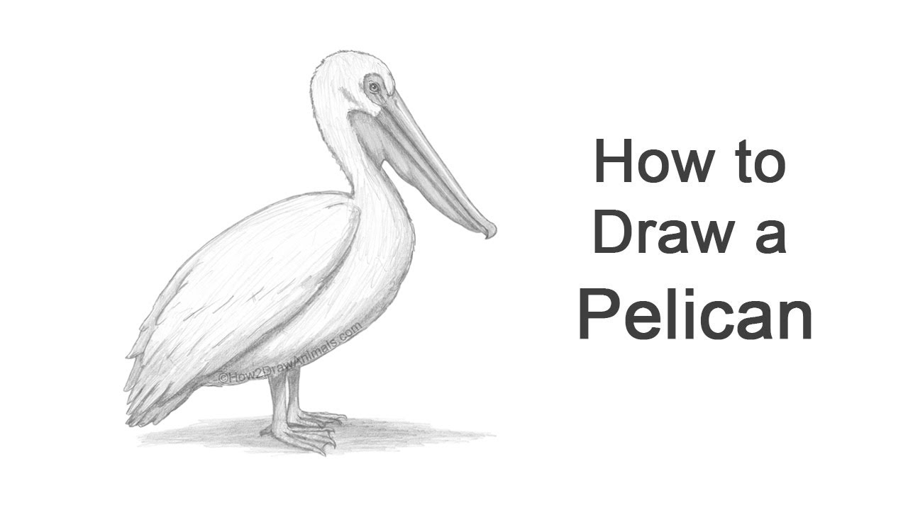 Pelican Drawing Images  Free Download on Freepik