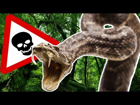 Video: I Serpenti Più Velenosi