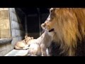 Lion cubs meet dad  cincinnati zoo