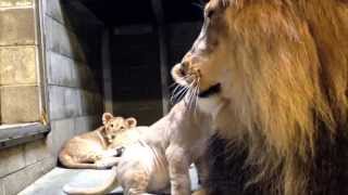 Download Lagu Lion Cubs Meet Dad - Cincinnati Zoo MP3
