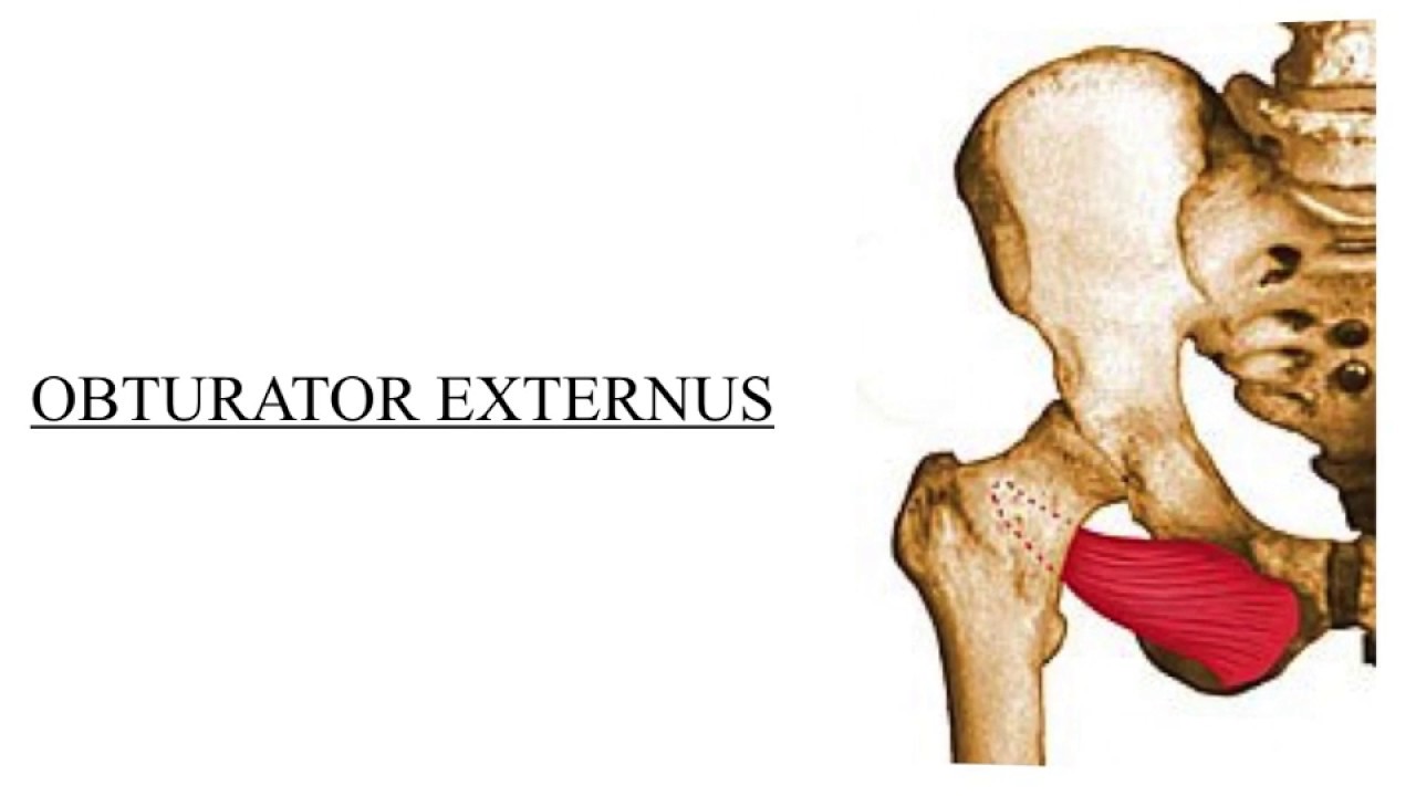 Hip External Rotators Strengthening