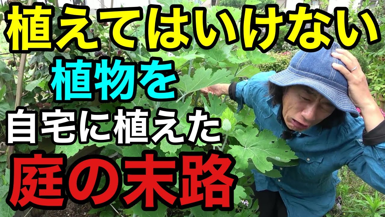 【興味本位で植えてはいけない植物】庭がどんどん侵食されていく。。。【園芸超人カーメン君】