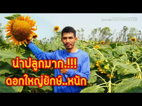 วีดีโอ: ข้อมูลดอกทานตะวันหนองบึง - เคล็ดลับในการปลูกดอกทานตะวันหนองบึงในสวน