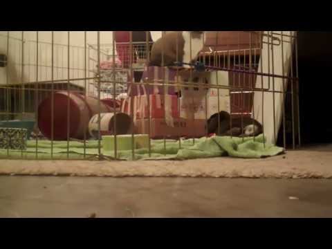 Sneaky Bunny Escapes Pen - YouTube