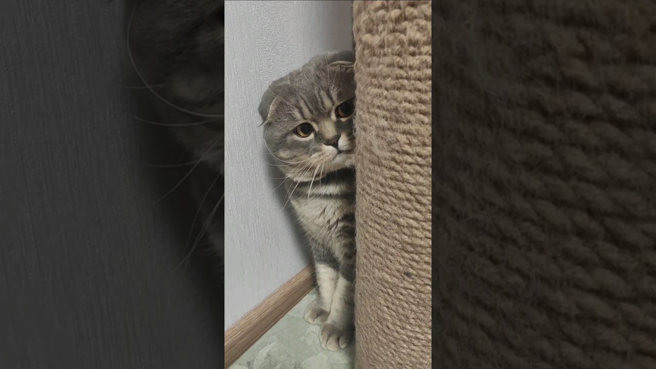 How Cats Show They’re Sad 😔