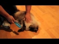 Himalayan cat loves to be brushed の動画、YouTube動画。