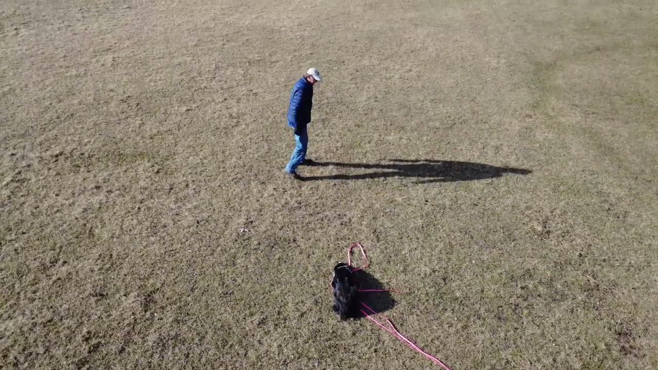 Anfängerkurs | Hütehunde | Robert Köppel