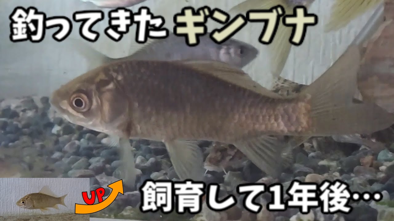 釣ってきたフナ、1年間の成長記録まとめてみた!【フナ飼育】 - YouTube