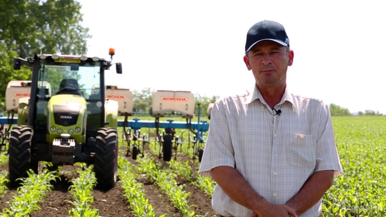 Schemă de fertilizare la porumb, cu îngrășăminte Azomureș, județul Iași.