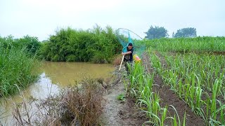 暴雨引发洪水阿琪杠着大抄网去捞鱼收获真棒真过瘾