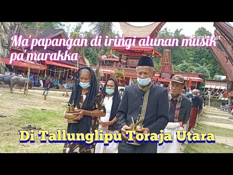 Unik❗ Ma'papangan di iringi pa'marakka ritual penerimaan Tamu di To' AO Tallunglipu Toraja Utara