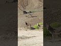 pony# meitei horse# tattoo jaanavar# small horse# short video
