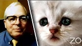 I M Not A Cat Lawyer Stuck In Kitty Zoom Filter Tells Judge Youtube I M Not A Cat Lawyer Stuck In Kitty Zoom Filter Tells Judge Youtube