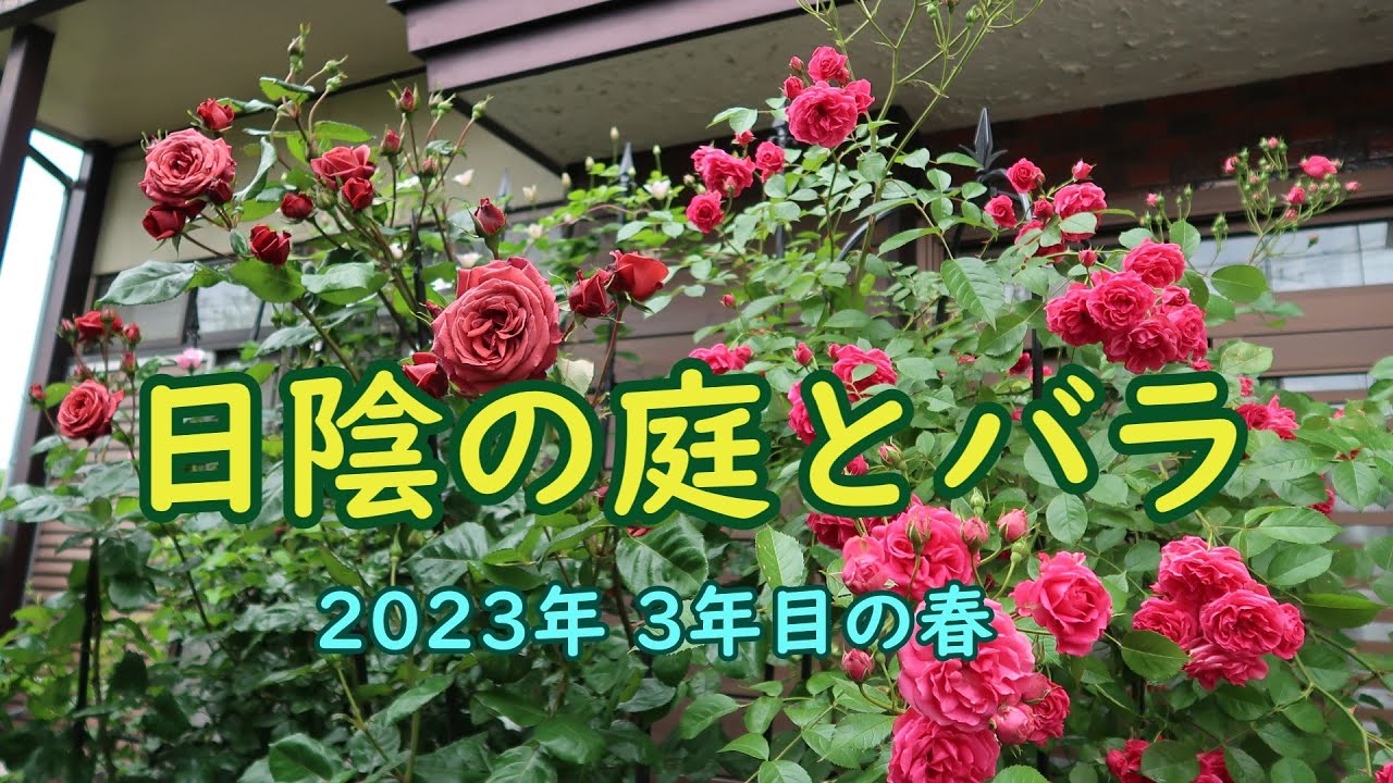 日陰の庭とバラ　2023年　3年目の春
