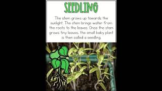 Plant Life Cycle Day 1 - Google Slides