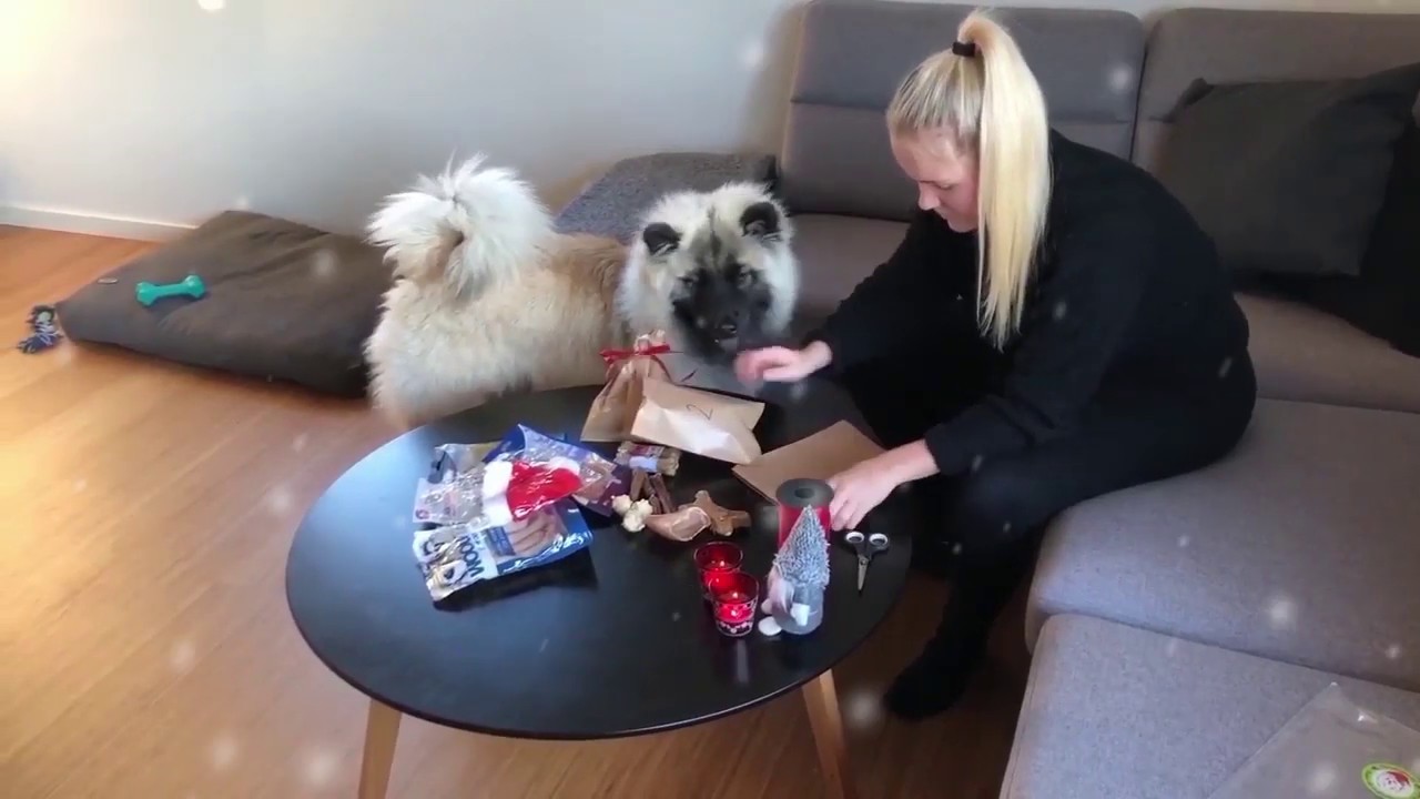 Hundens Pakkekalender fra Cotonshoppen.dk