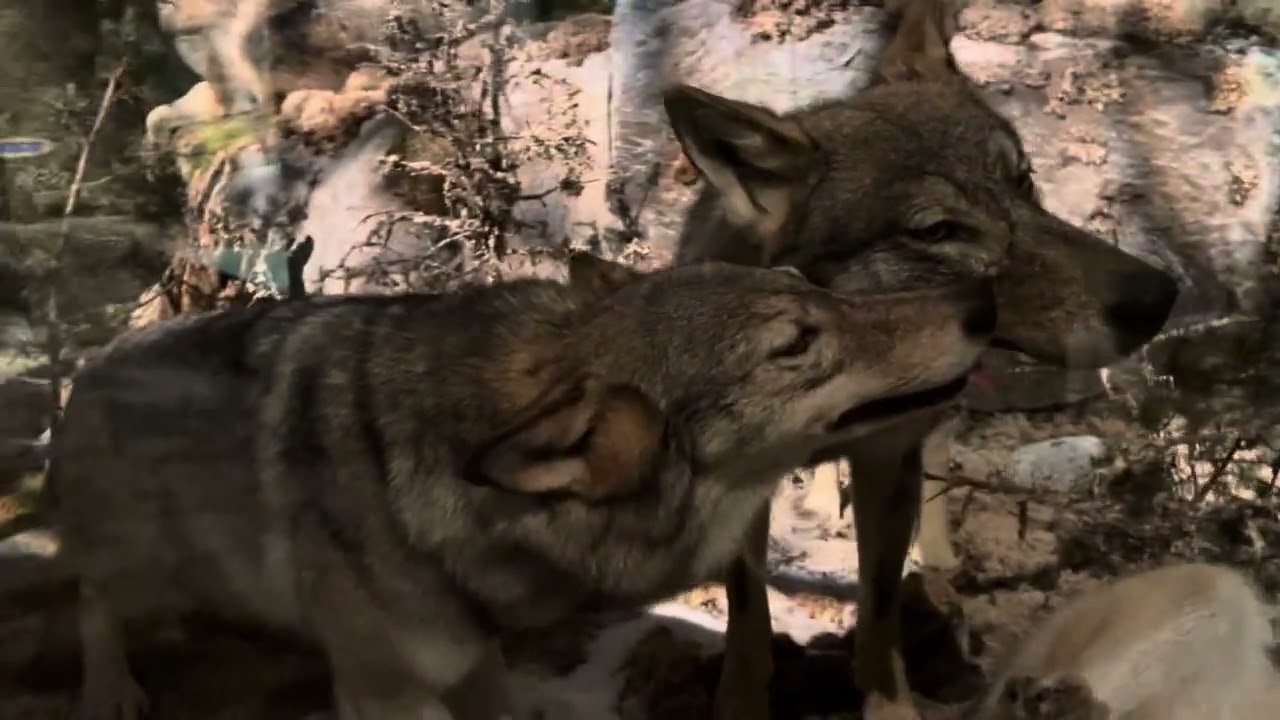 Svenska rovdjur. Natur i Sverige. Naturhistoriska riksmuseet