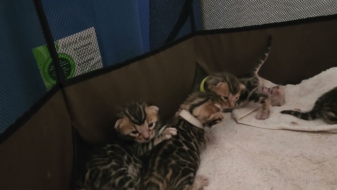Bengal Kittens-- 2 weeks old and learning to walk 😻