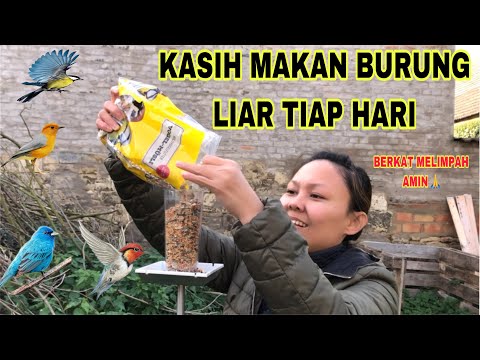 Video: Cara Memberi Makan Burung Di Musim Sejuk