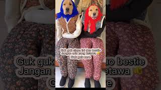 Download Lagu Guk guk core #video #funny #animals #gukguk MP3