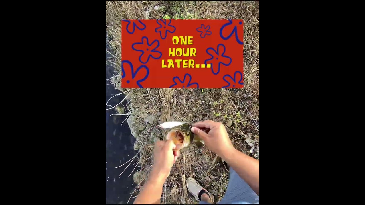 Fishing 🎣  #everglades#fyp #entertainment #pesca #fishinglife #viral #fish #bassfishing