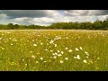 Relaxing nature  close up 55 minute meadow animals experience no voiceover or music