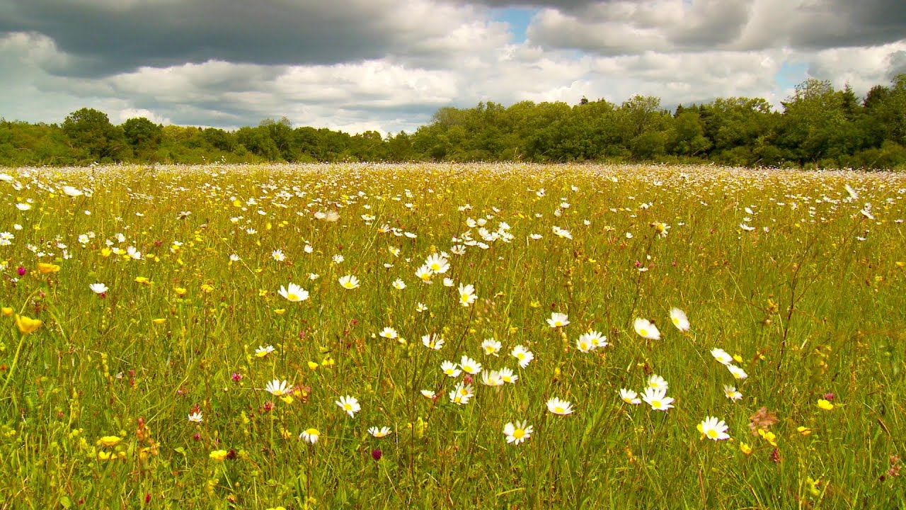 Relaxing Nature (No Voiceover or Music) Close up 55 minute meadow animals experience