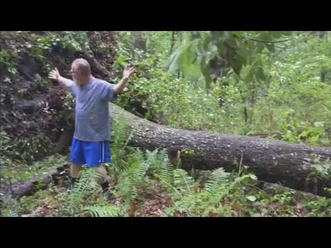 WATCH: Large tree