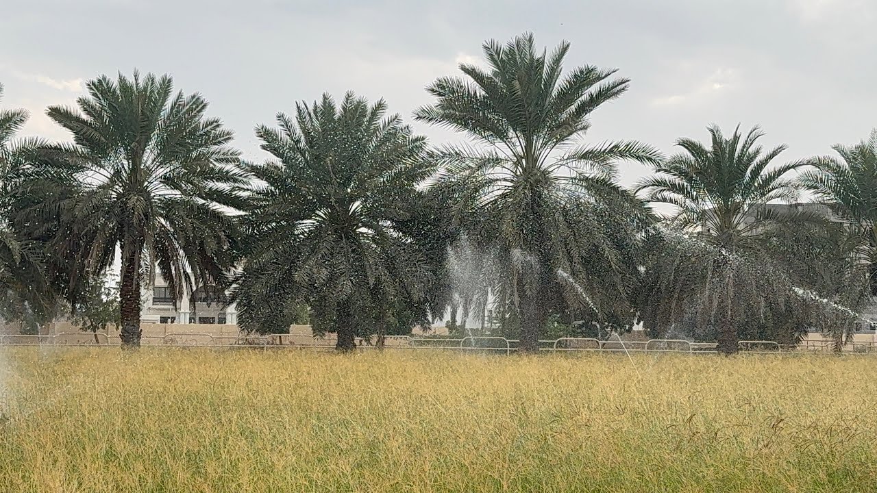 Smart Irrigation in Muscat Oman 🇴🇲  : Micro Sprinklers for Grass  l Alkhoud Village l S A L A R 