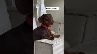 for life  #dachshund #dachshundarts #dachshunddiscovery Credit:  ➡ Parker the Mini Dachshund