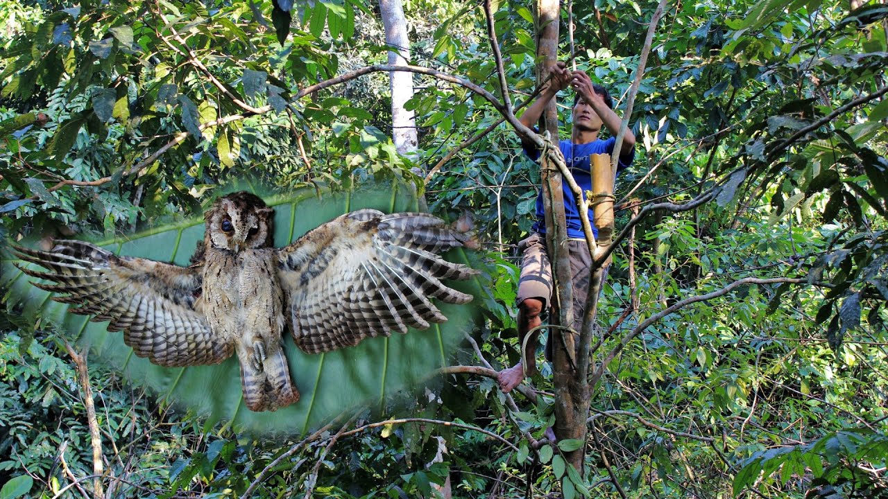 Set effective bird traps, Enjoy grilled bird meat alone in the forest | Rainforest life