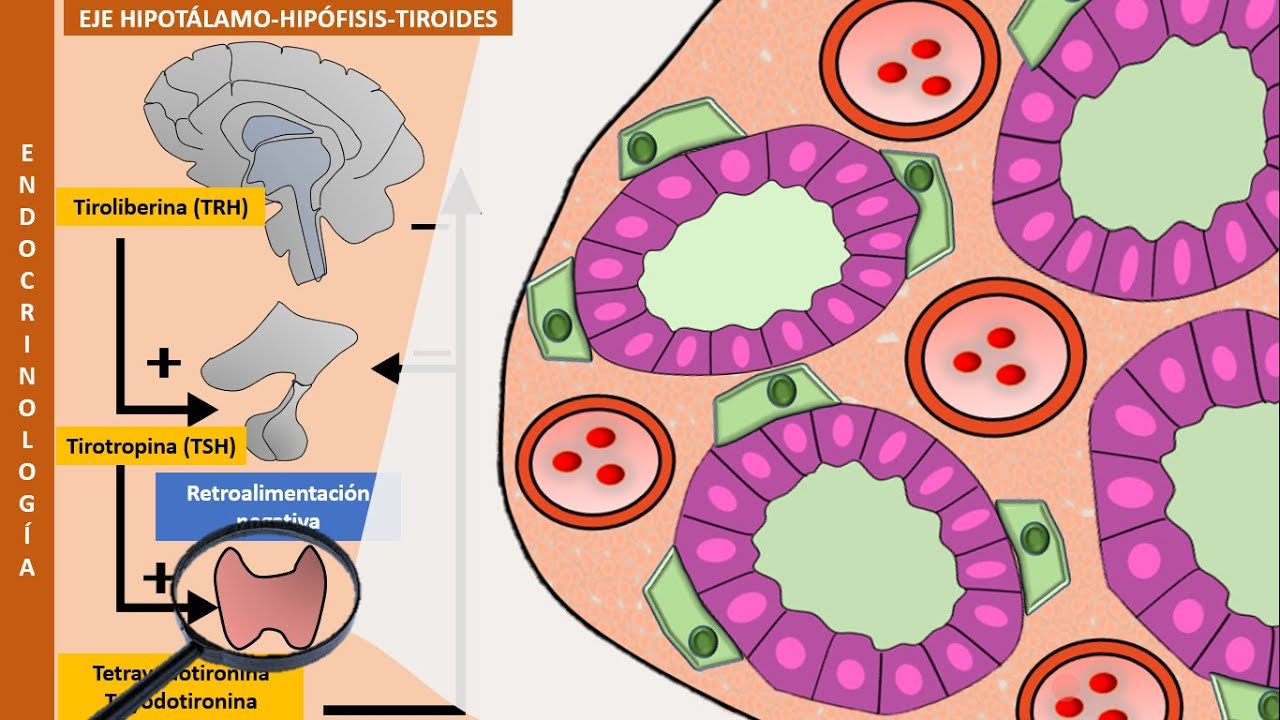 Eje hipotálamo-hipófisis-tiroides y fármacos antitiroideos | Fisiología de las hormonas tiroideas