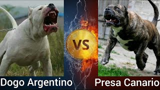 Dogo Argentino VS Presa Canario | Who is more Powerful ? by Shubham Medhekar 4,378 views 2 years ago 3 minutes, 5 seconds
