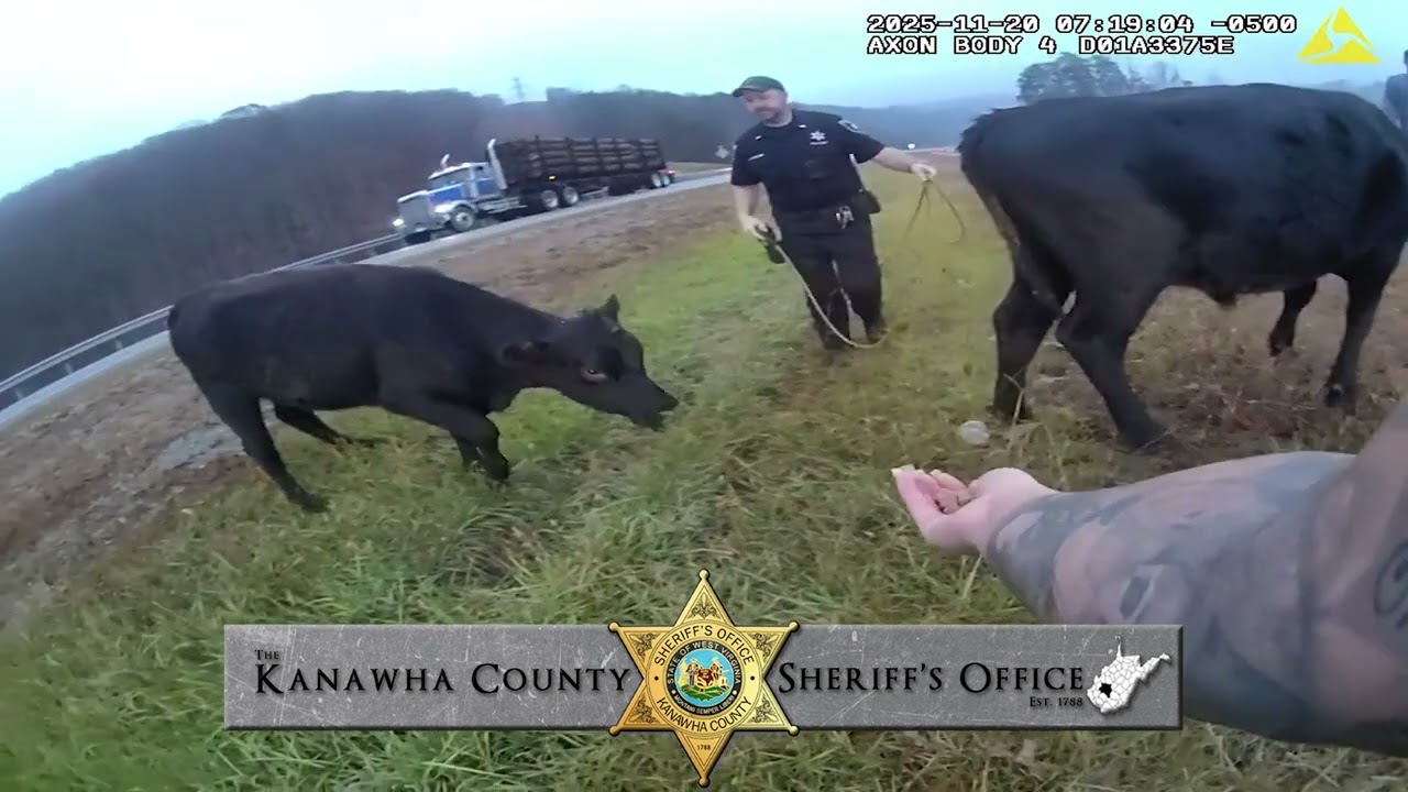 Kanawha County Sheriff's Office - Mooovin' Cows Off The Interstate