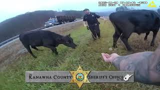 Kanawha County Sheriff s Office - Mooovin Cows Off The Interstate