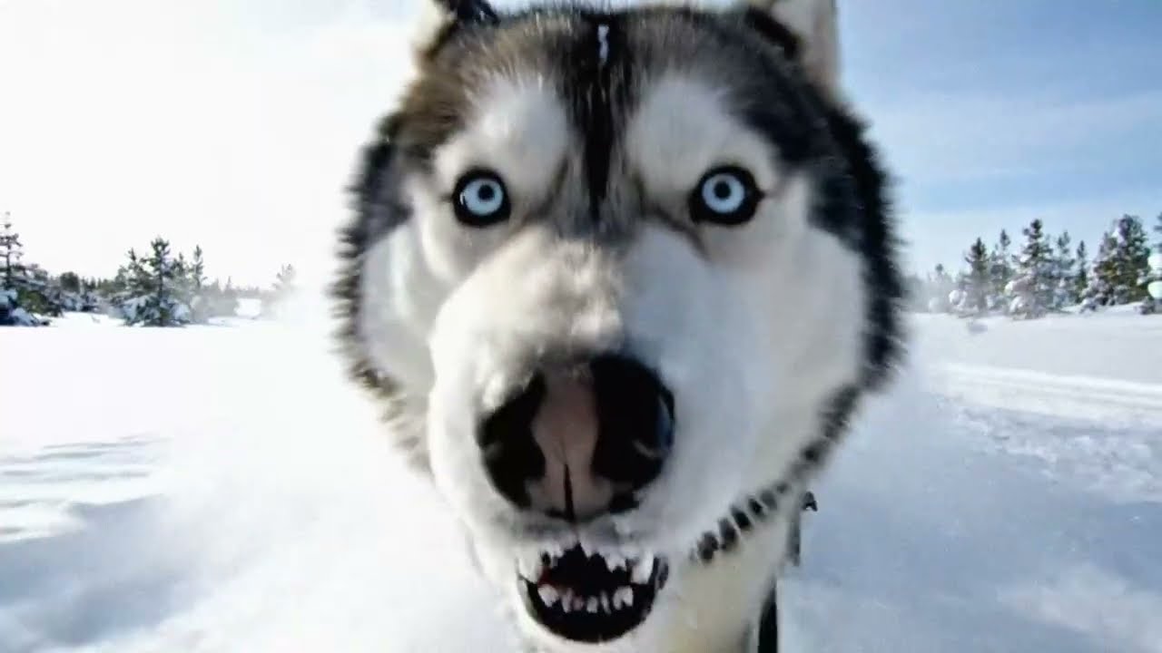 EDM Soundscape in Greenland Wilderness