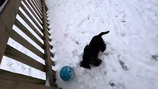 Roark wanted to play soccer.  So vicious 😂♥️ by Roark and Wyatt 322 views 2 months ago 1 minute, 51 seconds