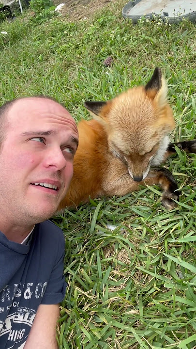 How to cuddle a red fox #redfox #foxlife #foxy