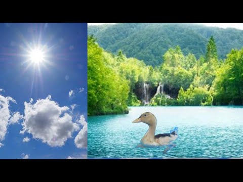 كيف تسبح البطة الصغيرة في الماء بطة تبرد في الماء البارد في أيام الصيف الحارة 