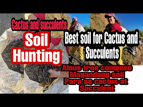 Video: Ano Ang Cactus Mix: Paano Gumawa ng Cactus Soil Para sa Panloob na Halaman